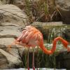 Розовый фламинго :: валерия огородник