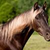 Rocky mountain Horse        Big Ben :: Татьяна Решанова