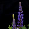 Lupinus :: Алена Посадская