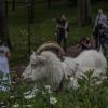 Коза в бекстейдже :: Dima Rann