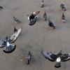 Попытка поднять на крыло ленивых голубей :: Александр Калинин