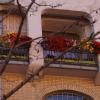 Живописный балкон :: Анастасия Жукова