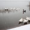 гуси на зимнем озере :: Евгения Ки