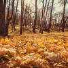 Золотая осень :: Маша Крайнуша