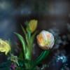 весенние тюльпаны :: Светлана Ясевич