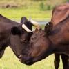 Коровы очищают друг друга от насекомых :: Светлана Чуркина