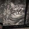 Булгаковский кот... воспоминания о былых временах :: Фотограф Андрей Журавлев