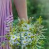 Field flowers :: Кристина Каспер