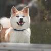 Акита-ину - Японская собака :: Валерия Репей