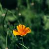 Эшшольция калифорнийская (Eschscholzia californica) :: Anna Sigida