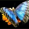Butterfly :: Georgy Kalyakin