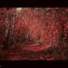 красный лес :: Ольга (Кошкотень) Медведева