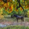 Конь в лесу :: Денис Козьяков