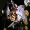 Орхидея :: Андрей Гр