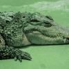 крокодил есть в России ! :: Георгий А
