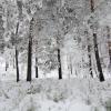 Деревья под снегом. :: Вадим Басов