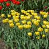 Желтые тюльпаны :: Наиля 