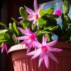 Майское цветение пасхального кактуса :: Николай Зиновьев