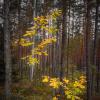 Желтый цвет осени. :: Олег Бабурин