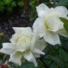 Белые розы после дождя :: Лидия Бусурина