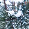 Снежок на ветвях сосны :: Андрей Аксенов