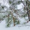 Маленькая сосенка в снегу :: Александр Синдерёв