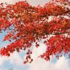 Японский красный клен осенью  Acer Palmatum :: Alm Lana