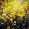 желтые цветы :: Nataliya Volodina