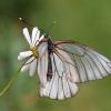 Бабочка боярышница :: tamara kremleva