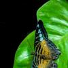 Butterfly :: Al Pashang 