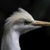 Cattle egret :: Al Pashang 