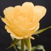Желтая Роза :: Giant Tao /