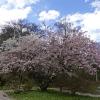 вишни в цветенье… :: Galina Dzubina