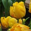 Желтые тюльпаны :: Лидия Бусурина
