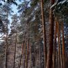 Хвойный лес :: Алексей Милов