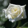 Ах, эти белые розы после дождя.... :: Наталья 