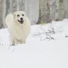 Счастливая собака на апрельском снегу :: Светлана 