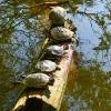 Красноухие черепахи греются на  весеннем солнышке :: Inna 
