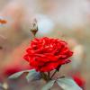 Розы в парке Ханчжоу :: Дмитрий 