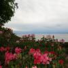 Боденское озеро, остров цветов Майнау... :: Галина 