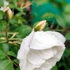 Освежающий майский дождик для белой розы :: tatyana 