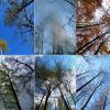 Деревья и вид вверх :: Heinz Thorns