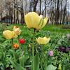 Зацвели тюльпаны в горсаду... :: Мария Васильева