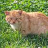 Соседский кот Кусяй :: Валерий Судачок