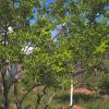 Яблоневый сад весной. Фруктовые деревья с зелеными листьями :: SafronovIV Сафронов