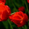 ..ох уж  эти  тюльпаны... :: Георгий Никонов