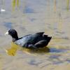 Лысуха - небольшая водоплавающая птица семейства пастушковых. :: Валерий Новиков