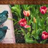 Цветы и голуби :: Владимир Кроливец