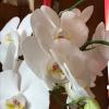 Моя орхидея :: Татьяна Юрасова