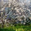Цветение вишни :: Светлана Мишенёва